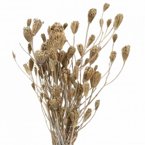 Floristik21 Wildblumen-Bund Schafgarbe Natur, Weiß gewaschen 30–60cm 150g