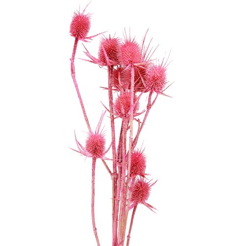 Floristik21 Wilde Karde Rosa Deko-Kardendisteln 53cm 10 Köpfe 3 St - Trockenblumen