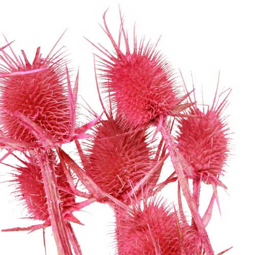 Artikel Wilde Karde Rosa Deko-Kardendisteln 53cm 10 Köpfe 3 St - Trockenblumen