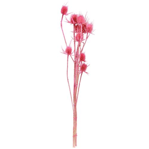 Artikel Wilde Karde Rosa Deko-Kardendisteln 53cm 10 Köpfe 3 St - Trockenblumen