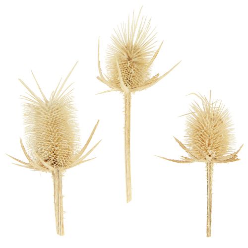 Floristik21 Wilde Karde gebleicht getrocknet Naturdeko 3-6cm 1kg