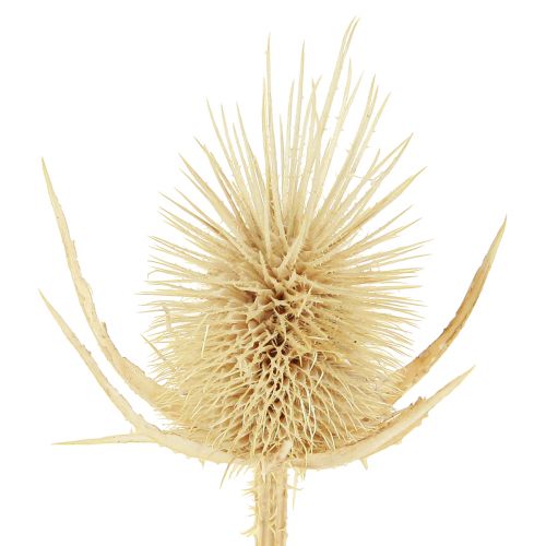Artikel Wilde Karde gebleicht getrocknet Naturdeko 3-6cm 1kg