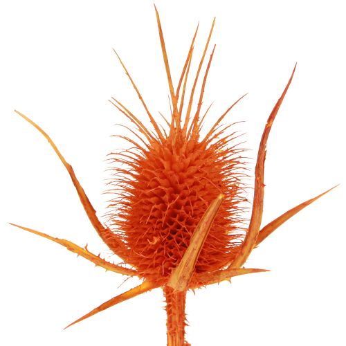 Artikel Wilde Karden Orange Kardendistel getrocknet Deko 1kg