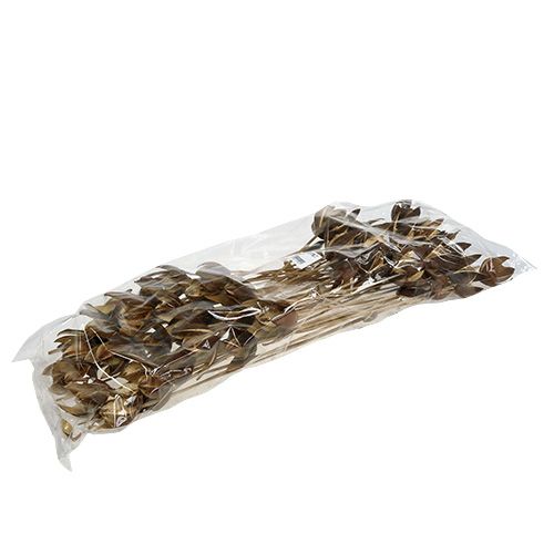 Floristik21 Wildlilie am Stiel Naturfarben Ø6,5cm L55cm 45 St