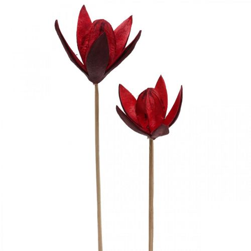 Floristik21 Wildlilie am Stiel Rot Ø6,5cm 35cm 45 St