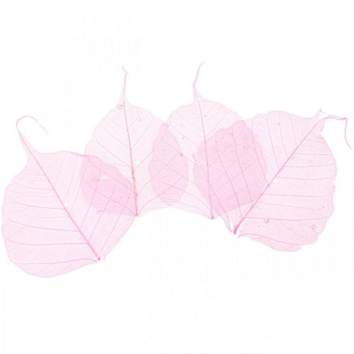 Artikel Skelettblätter Willowblätter skelettiert Rosa 5-9cm 200 St