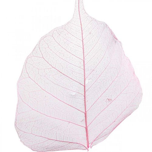 Artikel Skelettblätter Willowblätter skelettiert Rosa 5-9cm 200 St