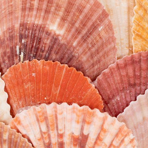 Artikel Glas-Teelichthalter 12 cm mit echten Muscheln für Innenbereiche