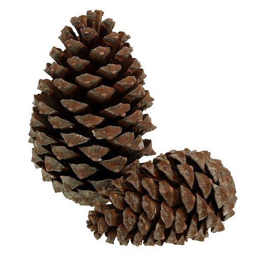 Artikel Zapfen Pinus Maritima 10cm - 15cm Natur 3 St