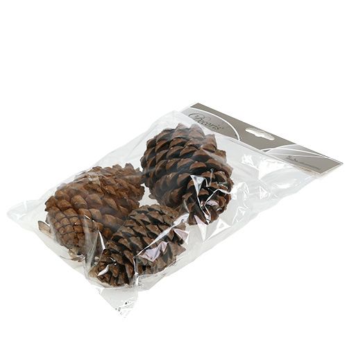 Artikel Zapfen Pinus Maritima 10cm - 15cm Natur 3 St
