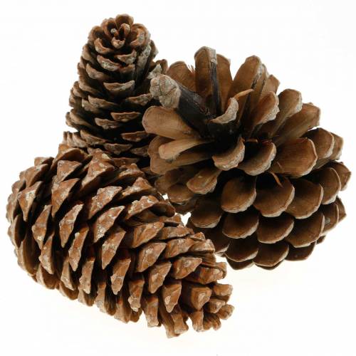 Floristik21 Pinus Pinea groß 14/18cm Natur 50St