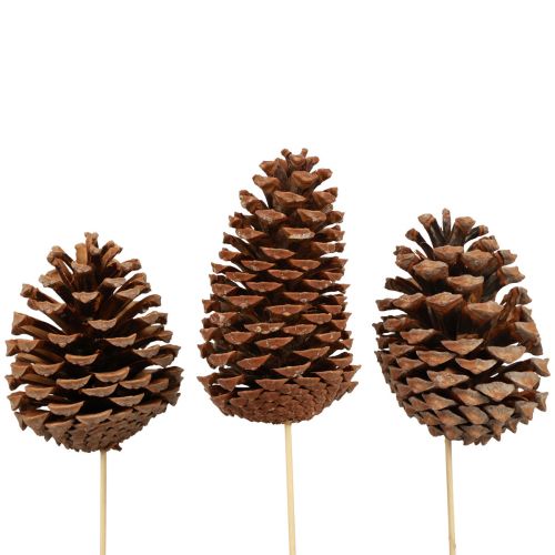 Zapfen Maritima Seekiefer Natur 5-10cm am Stab 50St