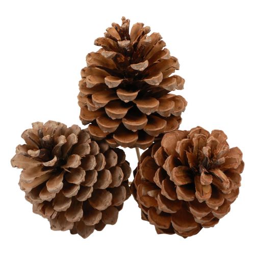 Zapfen Maritima Seekiefer Natur 5-10cm am Stab 50St