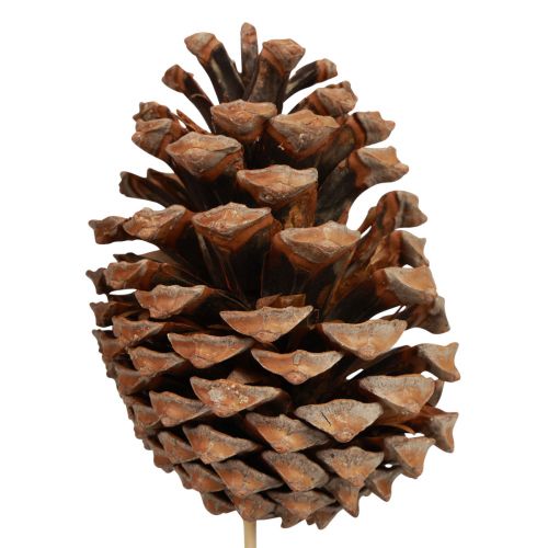Artikel Zapfen Maritima Seekiefer Natur 5-10cm am Stab 50 St