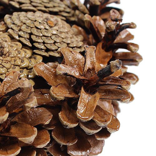 Floristik21 Zapfenkranz lackiert Ø25cm