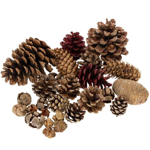 Zapfenmix Natur 400g, 2-10cm, Nadelholz und Zypresse für Floristik und Dekoration einkaufen | Floristik21.de