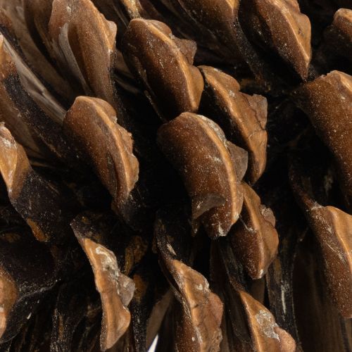 Zapfenmix Natur 400g, 2-10cm, Nadelholz und Zypresse für Floristik und Dekoration | Floristik21.de