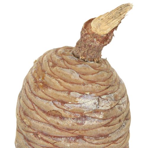 Artikel Zedernzapfen Naturdeko Set - Vielseitige Deko für Floristik und kreative Gestaltung