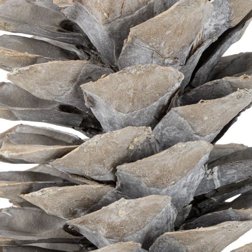 Artikel Zuckerkieferzapfen Weißgewaschen 20cm - 30cm