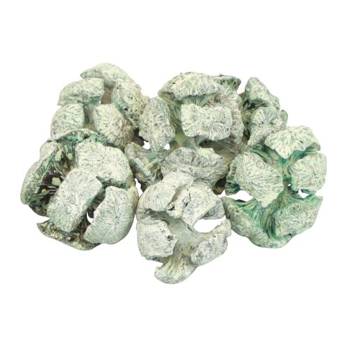 Floristik21 Zypressen Zapfen Gefrostet Naturdeko 3cm Grün 500g