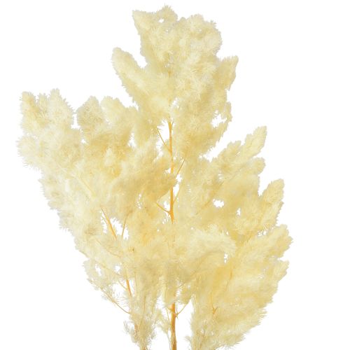 Floristik21 Asparagus Trockendeko Weiß Getrocknetes Ziergras 100g