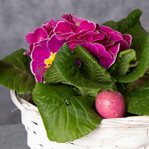 Artikel Set mit 8 weißen Bastkörben aus Spaltweide für kreative Deko und Aufbewahrung 20 cm