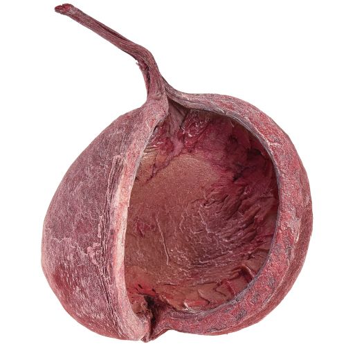 Floristik21 Buddha Nut Rot Weiß Getrocknet Natur Deko Ø5,5–9,5cm 5 St