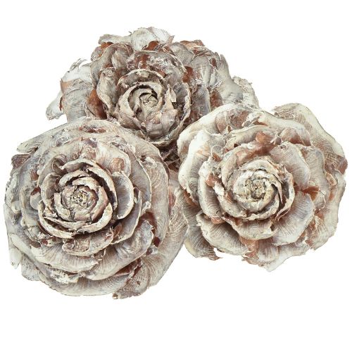 Floristik21 Zeder Zapfen geschnitten wie Rose Cedarrose 4-6cm weiß/natur 50 Stück