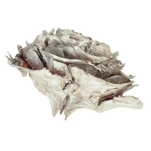 Floristik21 Zeder Zapfen geschnitten wie Rose Cedarrose 4-6cm weiß/natur 50 Stück