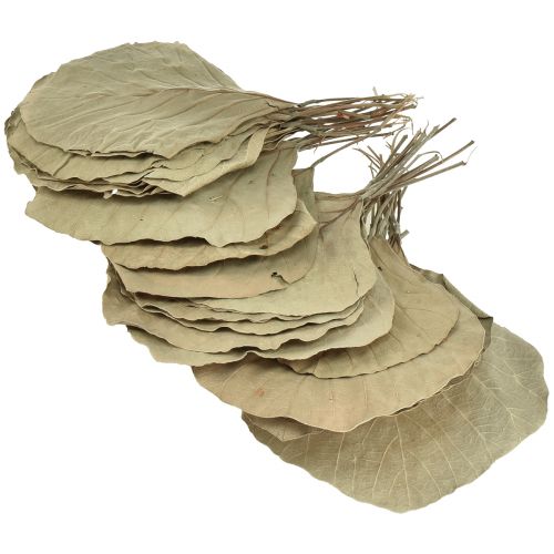 Artikel Cobra Blätter Getrocknet Grün Natur 15cm–17cm 50 St