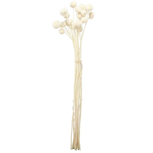Artikel Craspedia getrocknet Trommelstöckchen Creme 45-55cm 20 St