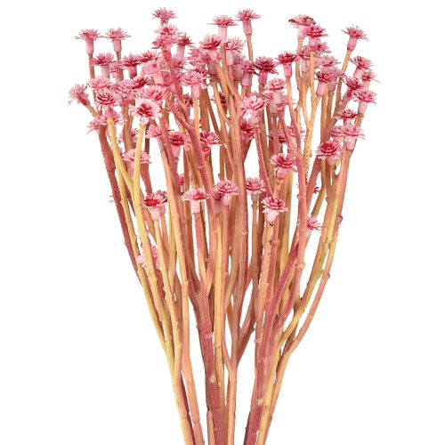 Artikel Künstliches Currykraut Immortelle Pink L28cm - Täuschend echte Deko-Blumen