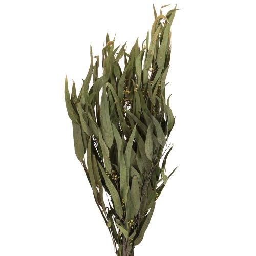 Floristik21 Eukalyptus Konserviert Zweige Blätter Grün Oval 150g
