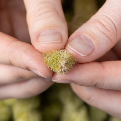 Artikel Filzkordel Wolle Grün 25m – Dekoband für Floristik, Basteln und DIY-Projekte