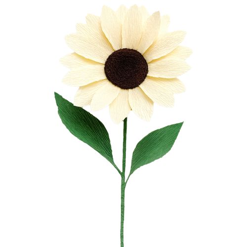 Artikel Hochwertiges Floristenkrepppapier Champagner 50x250cm 5er Set für kreative Dekorationen