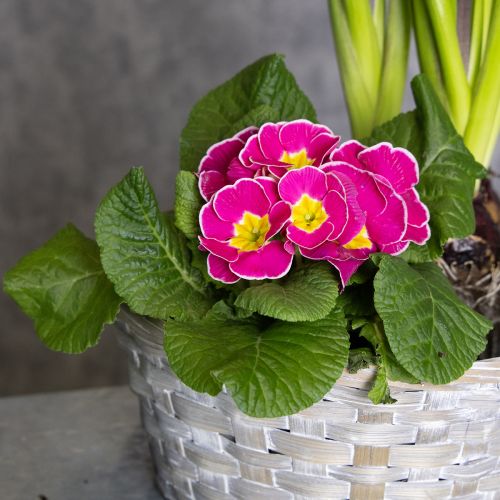 Artikel Geflochtener Blumenkorb aus Bambus 23cm, 6 Stück, zeitlos natürliche Deko