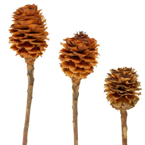 Artikel Glabrum Leucospermum Getrocknete Blüten 25-40cm 25 St
