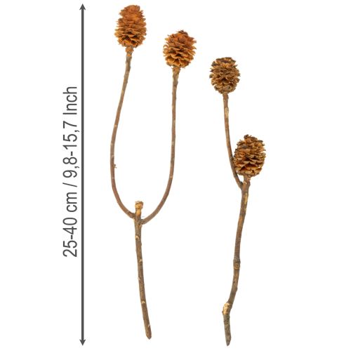 Glabrum Leucospermum Getrocknete Blüten 25-40cm 25 St | Floristik21.de