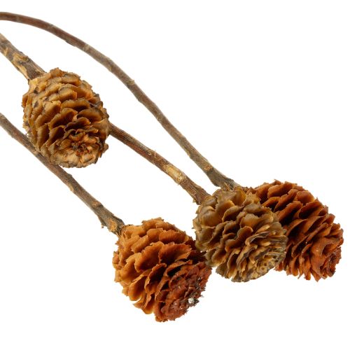 Glabrum Leucospermum Getrocknete Blüten 25-40cm 25 St | Floristik21.de