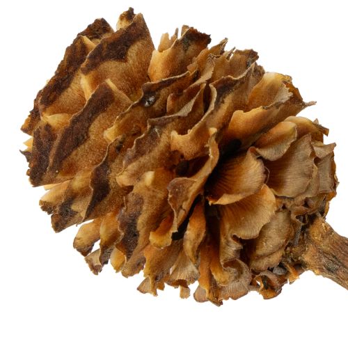 Glabrum Leucospermum Getrocknete Blüten 25-40cm 25 St | Floristik21.de