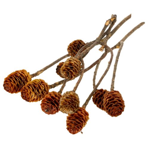Glabrum Leucospermum Getrocknete Blüten 25-40cm 25 St | Floristik21.de