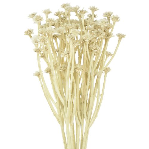 Floristik21 Künstliches Currykraut Weiß Beige Langlebig Dekorativ L28cm 12 Stück 1 Bund