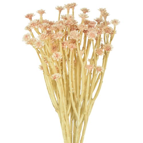 Italienische Strohblume Künstlich Rosa L28cm - Dekorative Trockenblumen-Optik