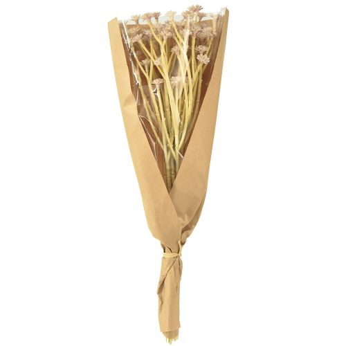 Artikel Italienische Strohblume Künstlich Rosa L28cm - Dekorative Trockenblumen-Optik