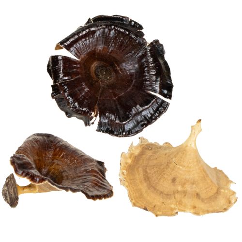 Kalix Pilz Natur lackiert 100 St