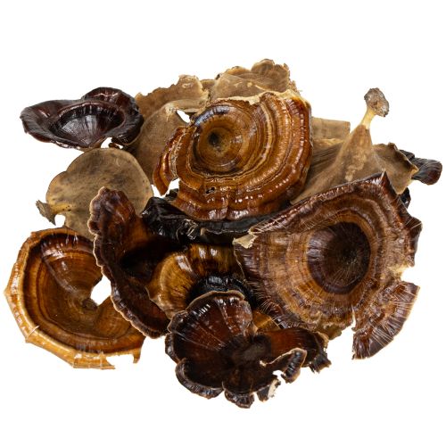 Artikel Kalix Pilz Natur lackiert 100 St