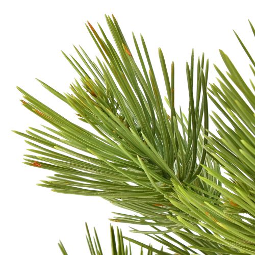 Floristik21 Künstliche Mini-Kiefer im Topf als Tisch-Weihnachtsbaum, Grün, H72cm