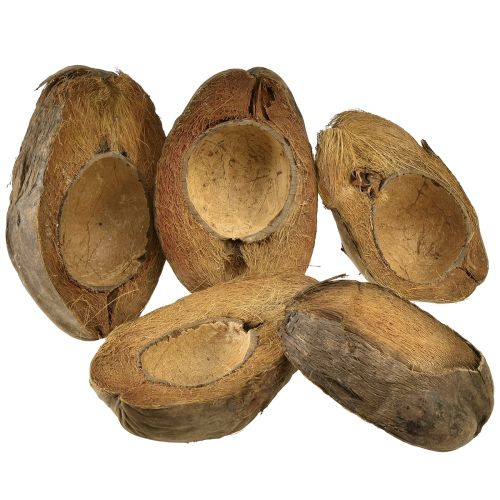Floristik21 Kokosnuss als Pflanzschale Natur Pflanztopf 20cm 5 St