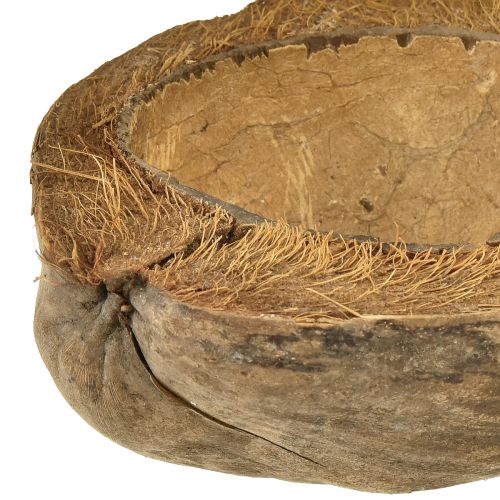Artikel Kokosnuss als Pflanzschale Natur Pflanztopf 20cm 5 St