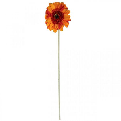 Floristik21.de Künstliche Gerbera Blume, Kunstblume Orange Ø11cm 50cm-08150